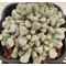 T.luederitzii (Luederitz) - Seed